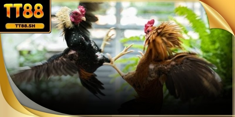 Theo dõi đúng cách xác định thắng thua giúp tránh nhầm lẫn khi trận kết thúc nhanh.