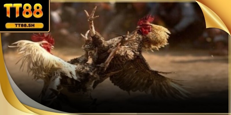 Khác với đá gà đòn thiên về sức bền, đá gà cựa sắt nhấn mạnh yếu tố kỹ thuật và thời điểm ra đòn.
