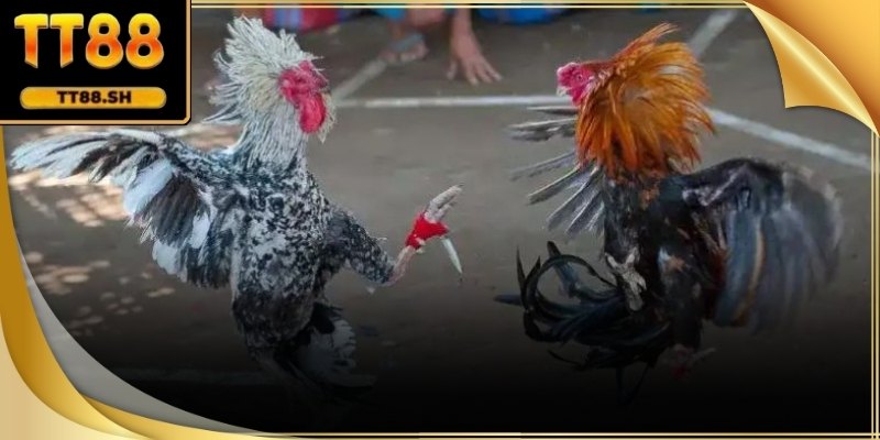 Giữ góc nhìn toàn diện giúp theo dõi chính xác hơn.