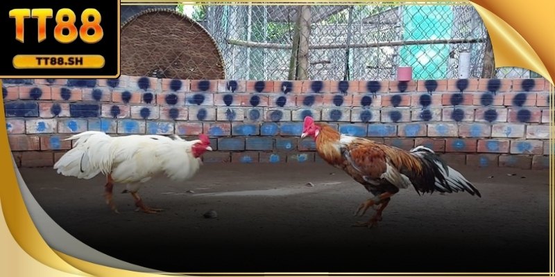 Nhịp trận nhanh là đặc trưng rõ nét của đá gà Thomo.