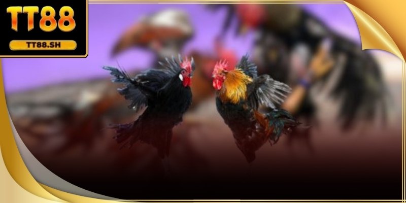 Trực Tiếp Đá Gà