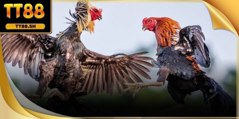 Trực tiếp đá gà không chỉ là xem cho biết kết quả, mà là quá trình theo dõi trọn vẹn diễn biến thi đấu.