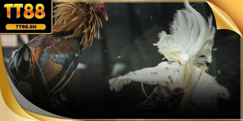 Chất lượng hình ảnh tốt giúp việc theo dõi chính xác hơn.